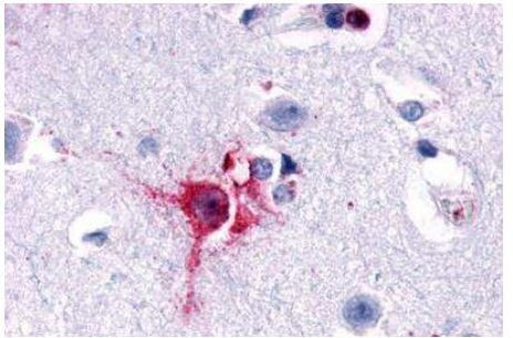 OPRD1 Antibody in Immunohistochemistry (Paraffin) (IHC (P))