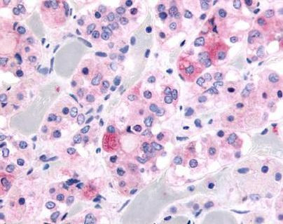 GHSR Antibody in Immunohistochemistry (Paraffin) (IHC (P))