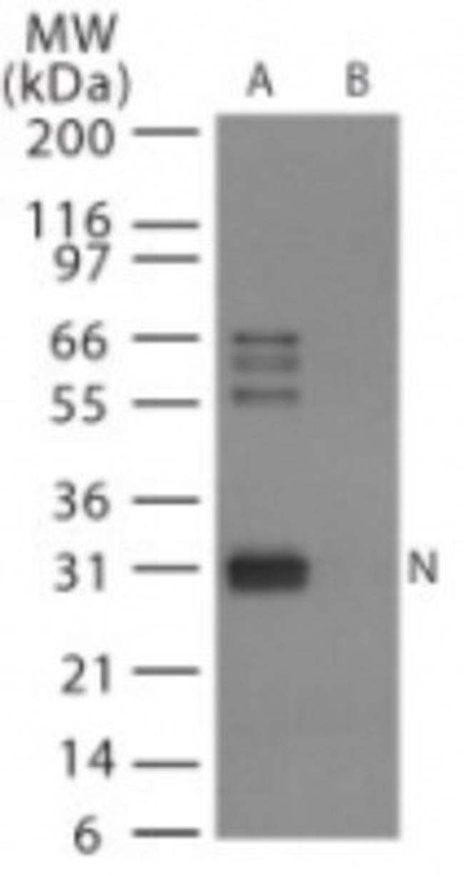 Influenza A H6N1 NP Antibody in Western Blot (WB)