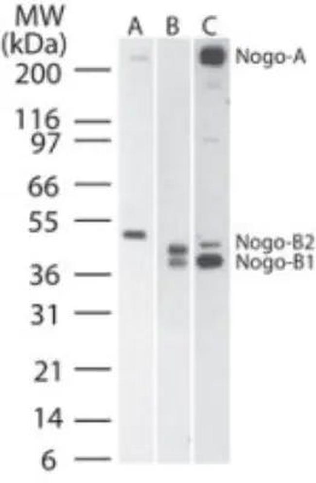 Nogo-A/B Antibody in Western Blot (WB)