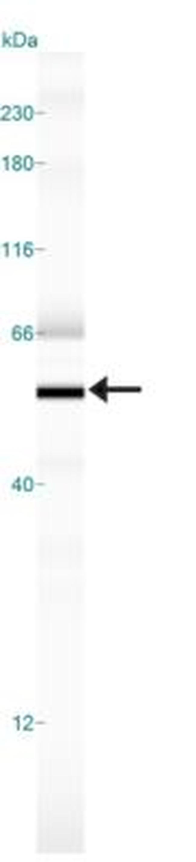 Nogo-A/B Antibody in Western Blot (WB)