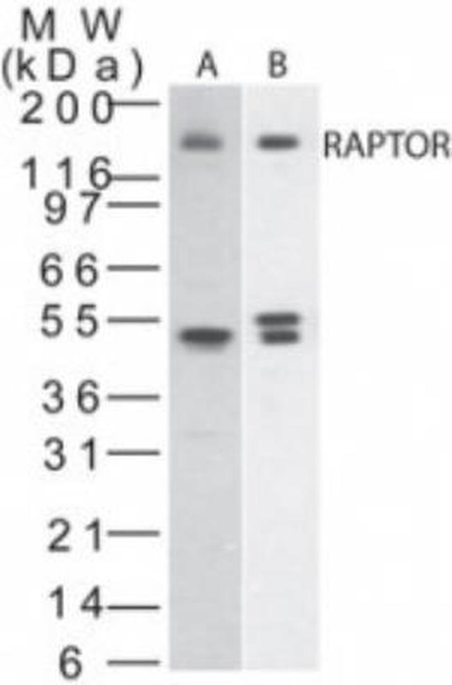 Raptor Antibody in Western Blot (WB)