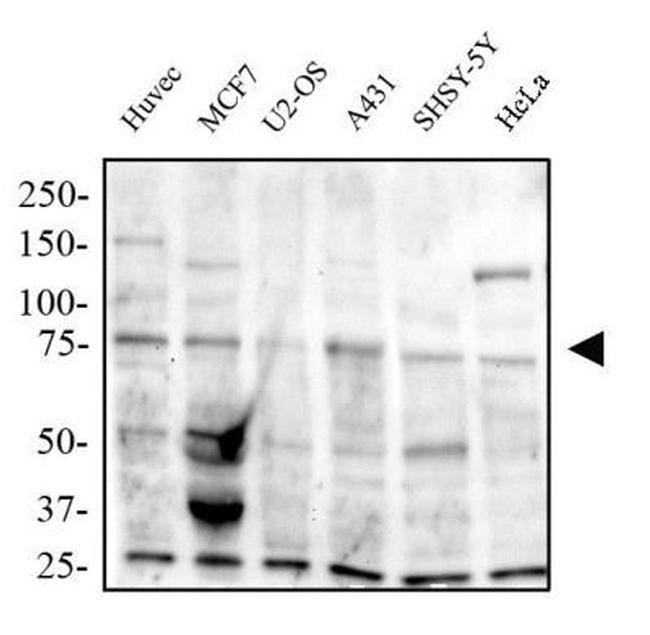 TRAF7 Antibody in Western Blot (WB)