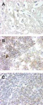 GPR83 Antibody in Immunohistochemistry (Paraffin) (IHC (P))