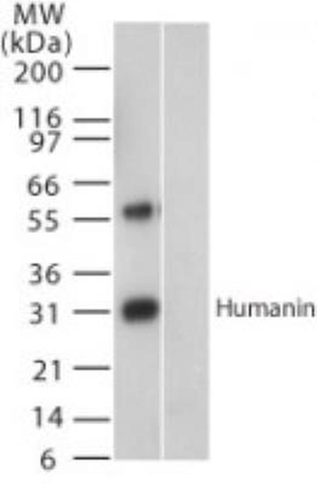 Humanin Antibody in Western Blot (WB)