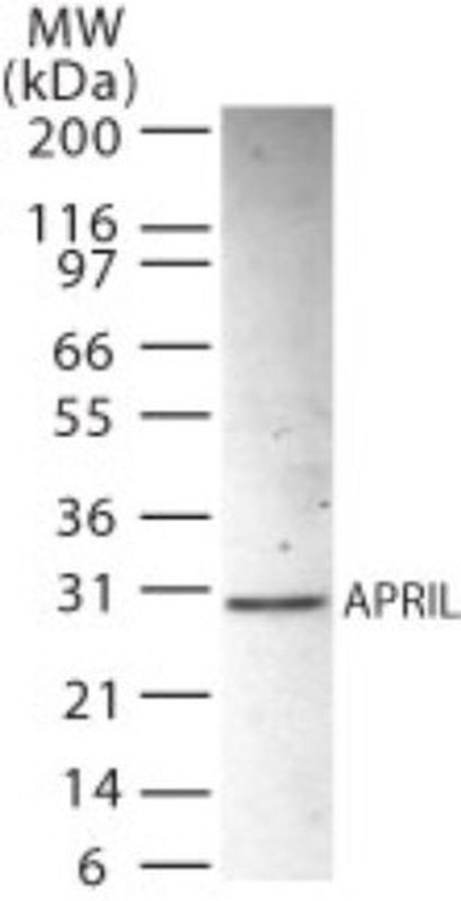 PHAPI2 Antibody in Western Blot (WB)