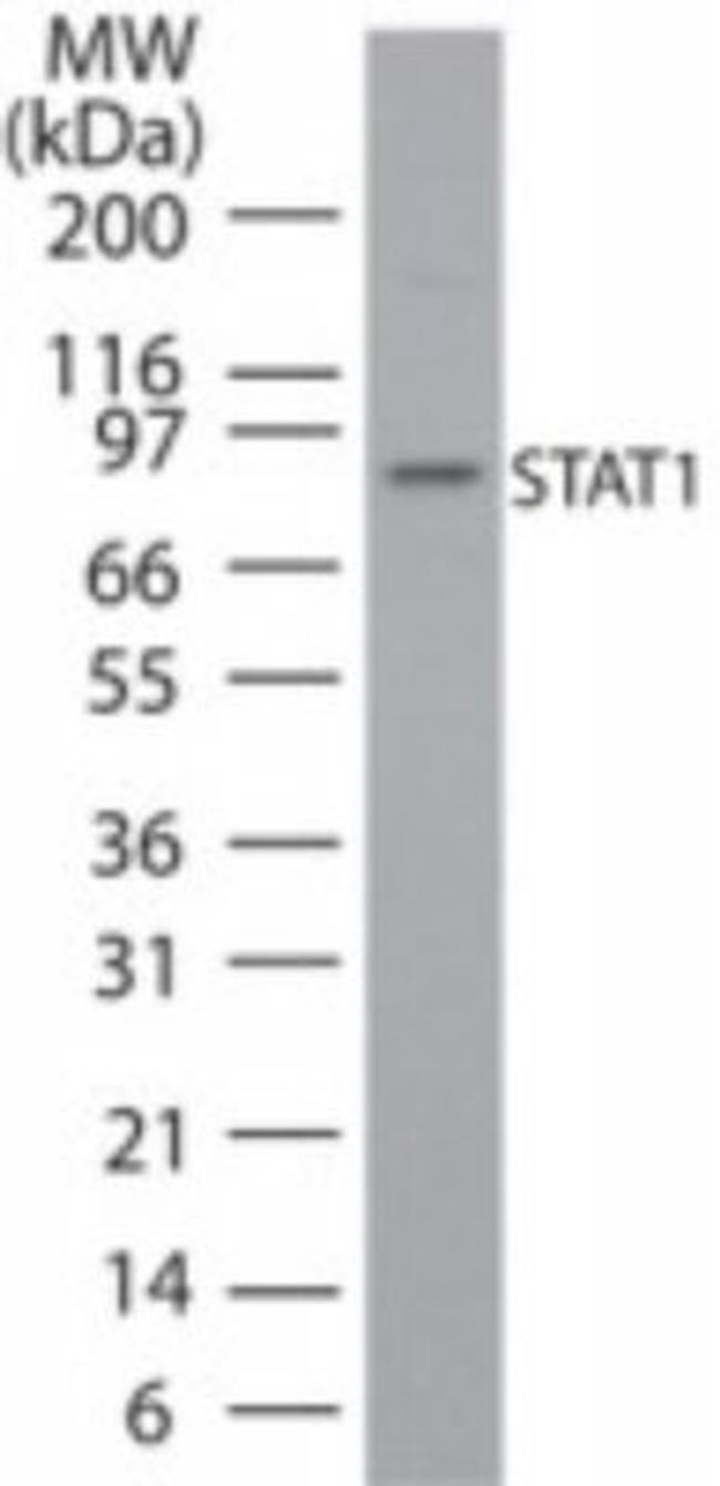 STAT1 Antibody in Western Blot (WB)