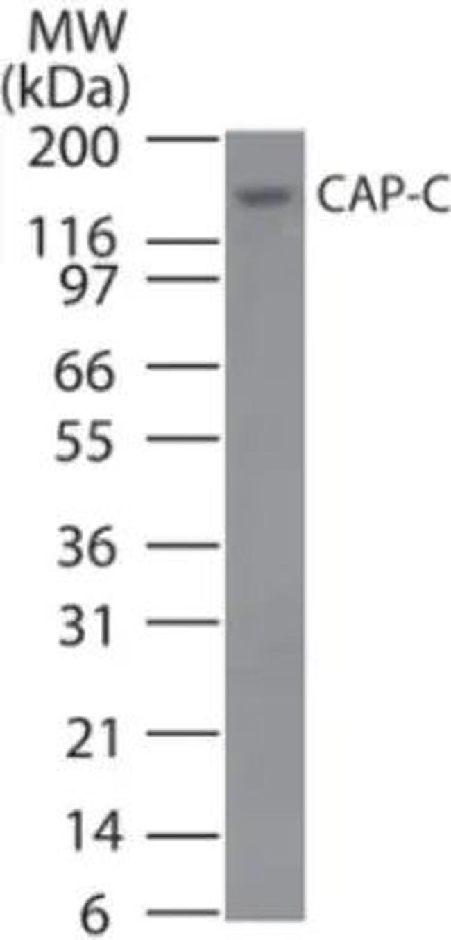 SMC4 Antibody in Western Blot (WB)