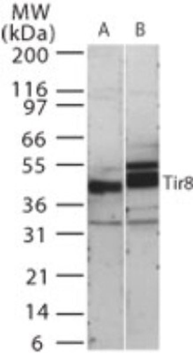 SIGIRR Antibody in Western Blot (WB)