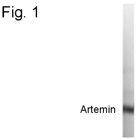 Artemin Antibody in Western Blot (WB)