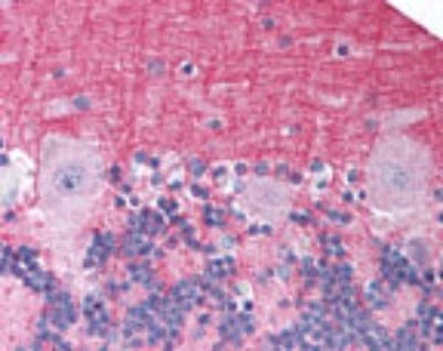 NTSR2 Antibody in Immunohistochemistry (Paraffin) (IHC (P))