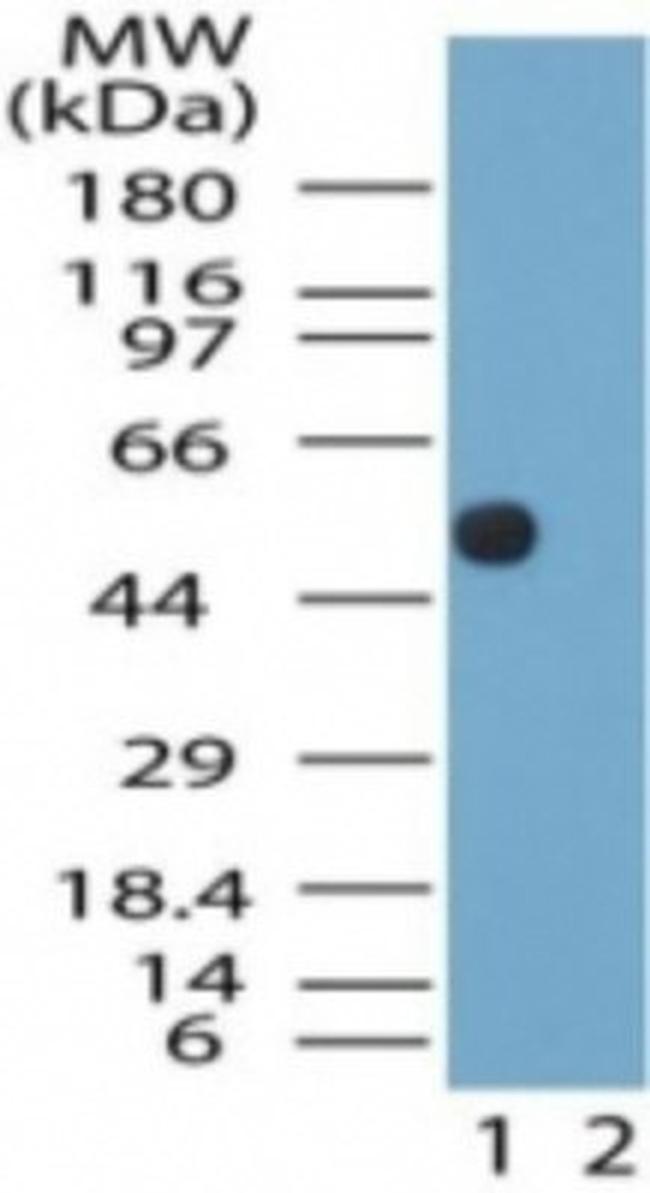 NTSR2 Antibody in Western Blot (WB)