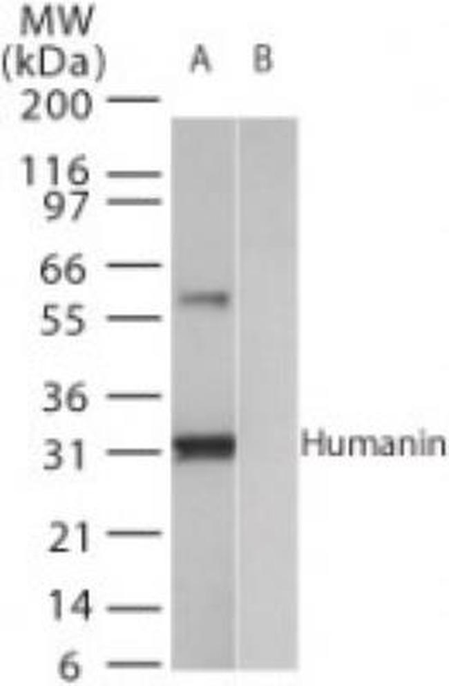 Humanin Antibody in Western Blot (WB)