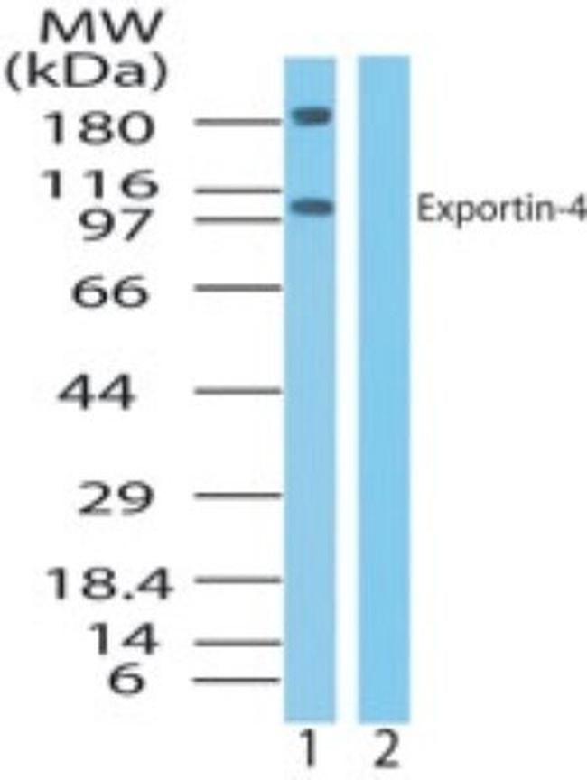 XPO4 Antibody in Western Blot (WB)