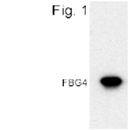 FBG4 Antibody in Western Blot (WB)