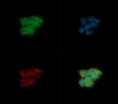 HRD1 Antibody in Immunocytochemistry (ICC/IF)