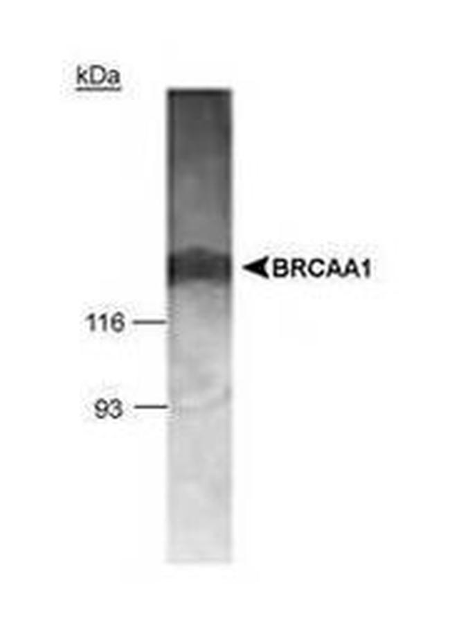 BRCAA1 Antibody in Western Blot (WB)