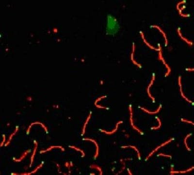 SCP1 Antibody in Immunocytochemistry (ICC/IF)