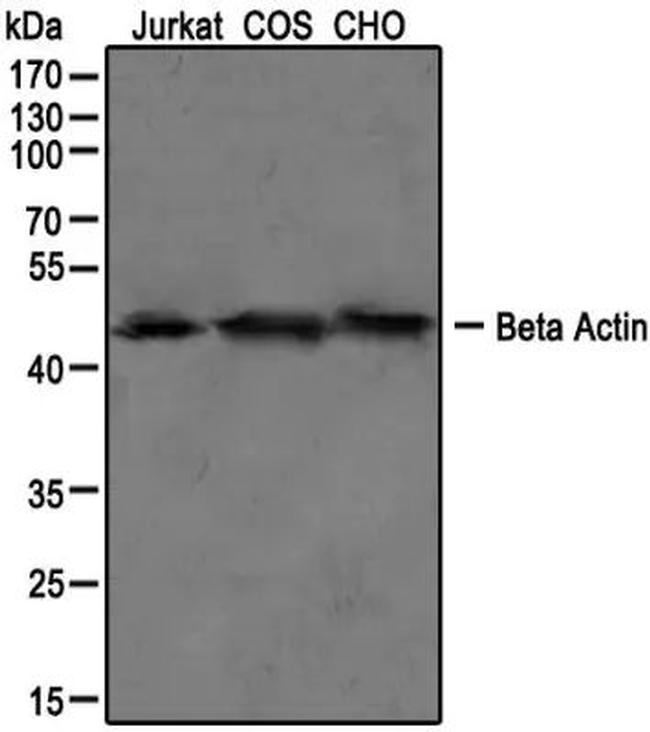 beta Actin Antibody in Western Blot (WB)