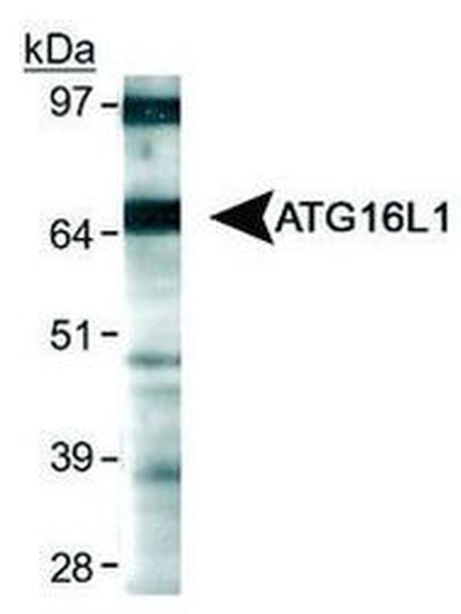 ATG16L1 Antibody in Western Blot (WB)