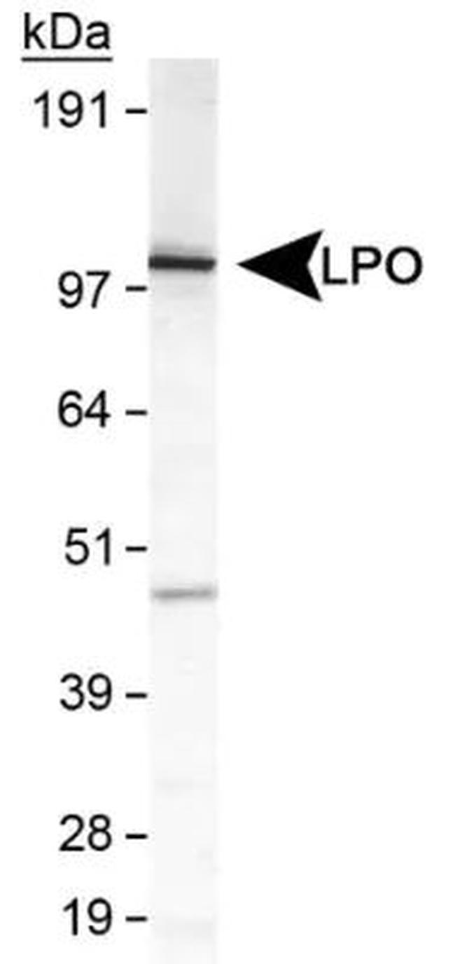 LPO Antibody in Western Blot (WB)