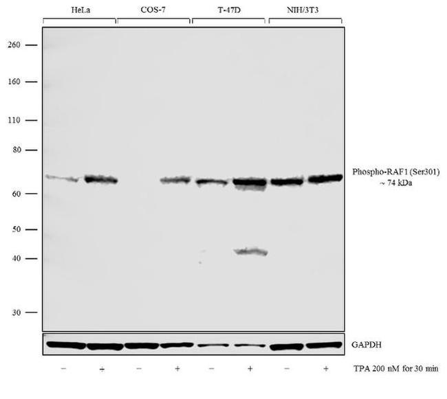 Phospho-c-Raf (Ser301) Antibody