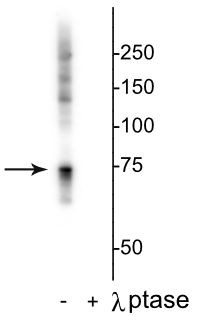 Phospho-c-Raf (Ser642) Antibody in Western Blot (WB)