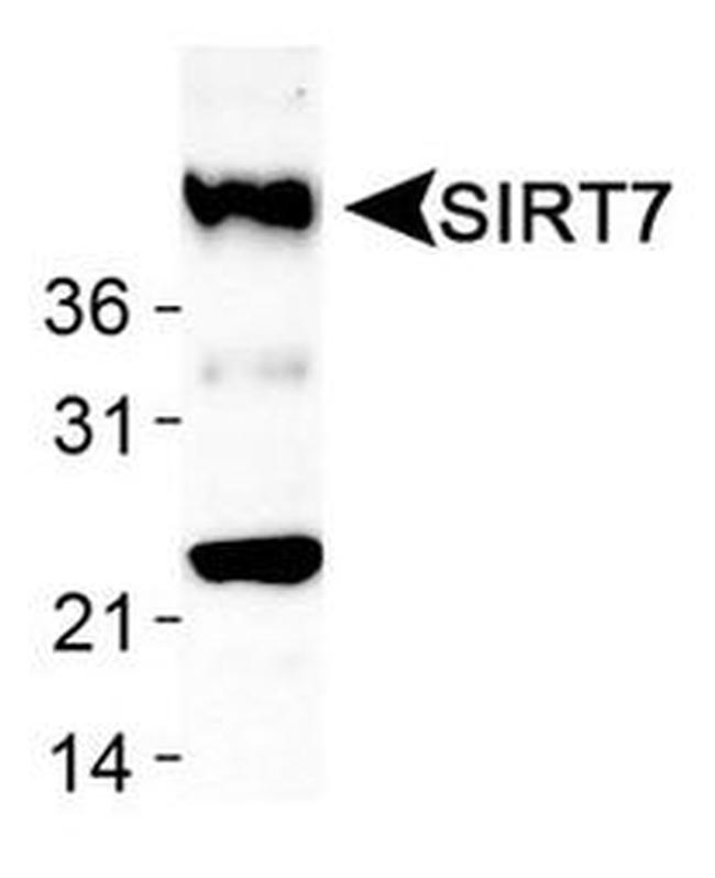 SIRT7 Antibody in Western Blot (WB)