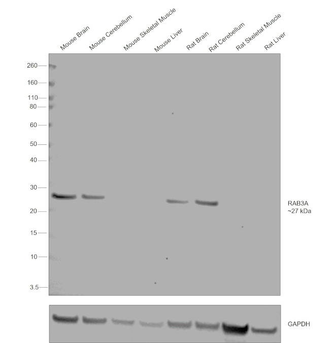 RAB3a Antibody in Western Blot (WB)