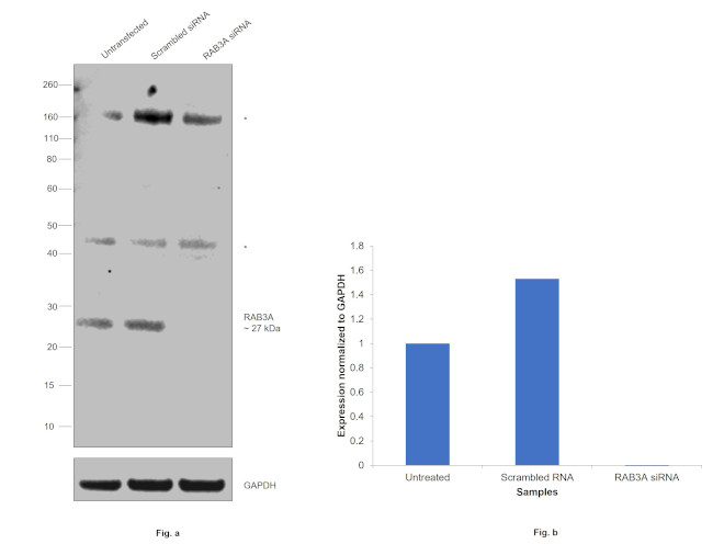 RAB3a Antibody in Western Blot (WB)