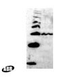 Sua7p Antibody in Western Blot (WB)