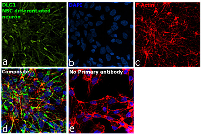 SAP97 Antibody in Immunocytochemistry (ICC/IF)