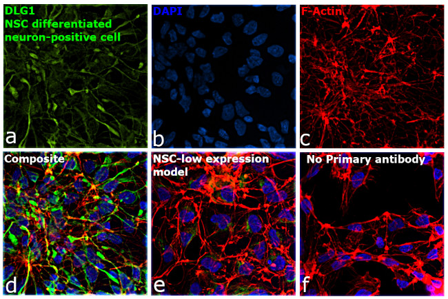 SAP97 Antibody in Immunocytochemistry (ICC/IF)