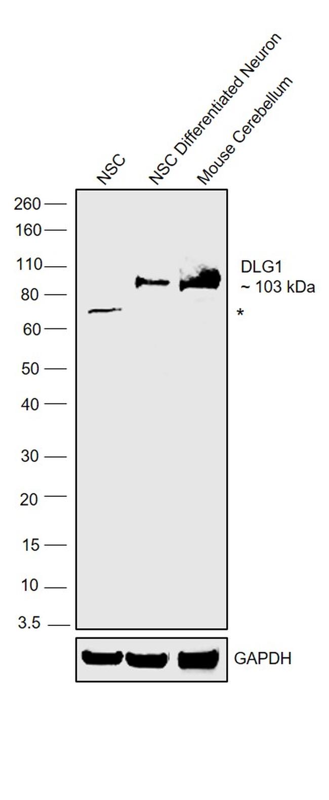 SAP97 Antibody in Western Blot (WB)