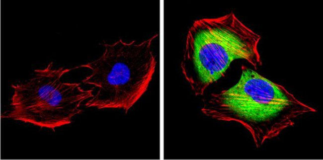 SAP97 Antibody in Immunocytochemistry (ICC/IF)