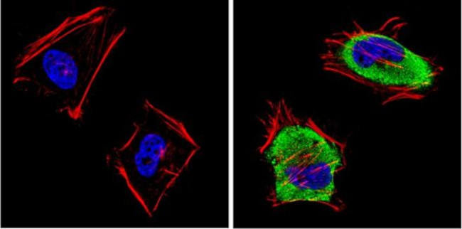 SAP97 Antibody in Immunocytochemistry (ICC/IF)