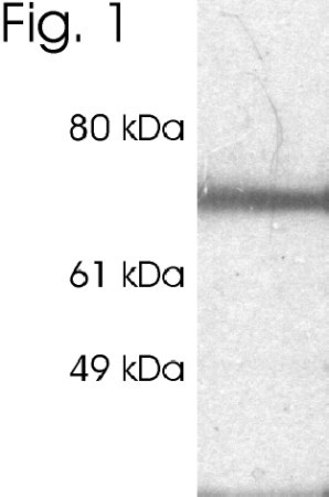 RPH3A Antibody in Western Blot (WB)