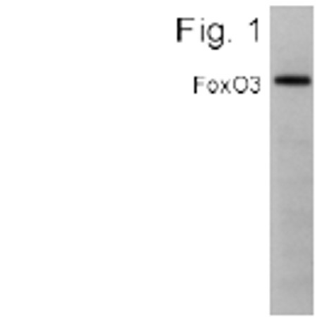 FOXO3A Antibody in Western Blot (WB)