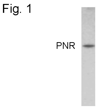 PNR Antibody in Western Blot (WB)