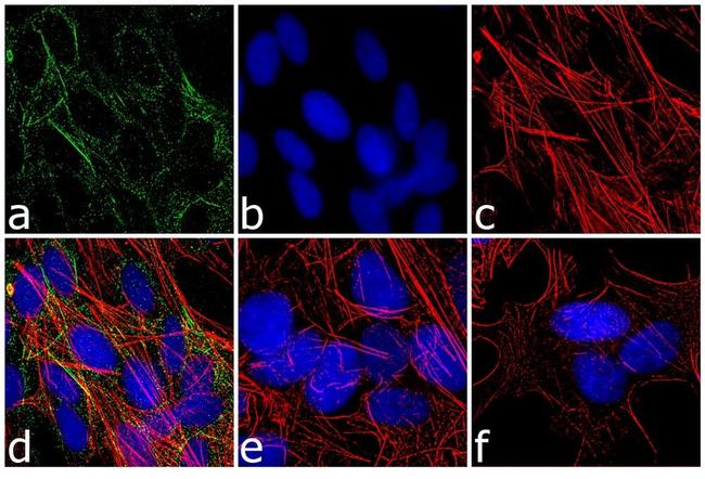 RARA Antibody