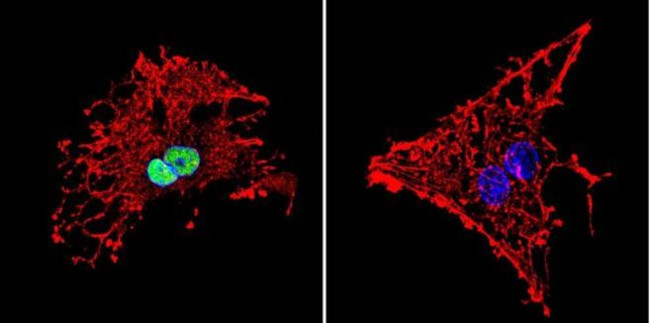 HDAC1 Antibody in Immunocytochemistry (ICC/IF)