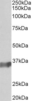 BOB-1 Antibody in Western Blot (WB)