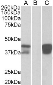 BOB-1 Antibody in Western Blot (WB)