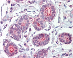 DAPK2 Antibody in Immunohistochemistry (Paraffin) (IHC (P))