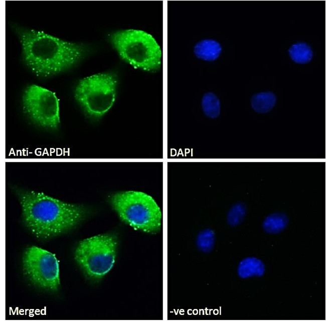 GAPDH Antibody in Immunocytochemistry (ICC/IF)