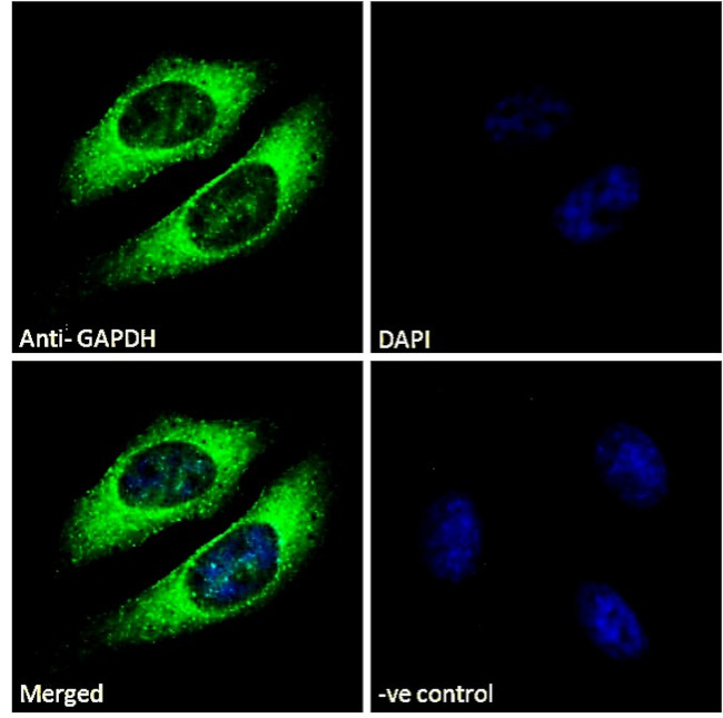 GAPDH Antibody in Immunocytochemistry (ICC/IF)