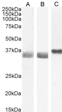 GAPDH Antibody in Western Blot (WB)