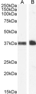 CD235a Antibody in Western Blot (WB)