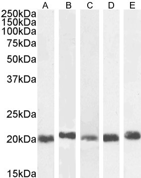 HP1 gamma Antibody in Western Blot (WB)