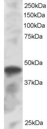 IRF8 Antibody in Western Blot (WB)